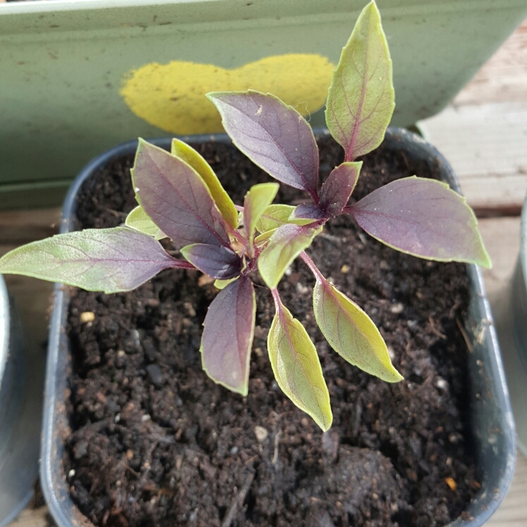 Plant image Ocimum basilicum 'Summer Surprise'