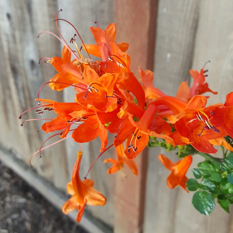 Plant image Tecoma Capensis