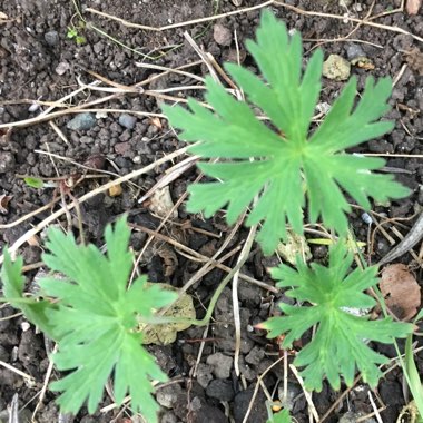 Geranium pratense