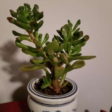 Crassula Ovata 'Ogre Ears'