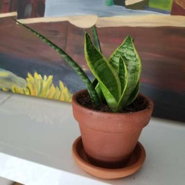 Snake Plant