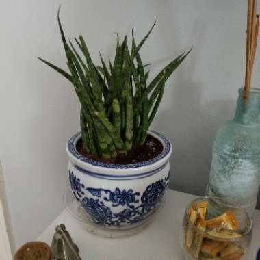 Cylindrical Snake Plant