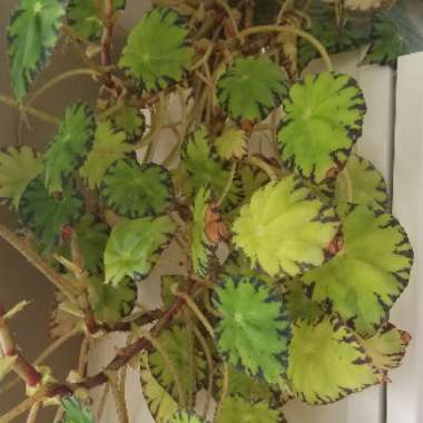 Rhizomatous Begonia 'Jive'