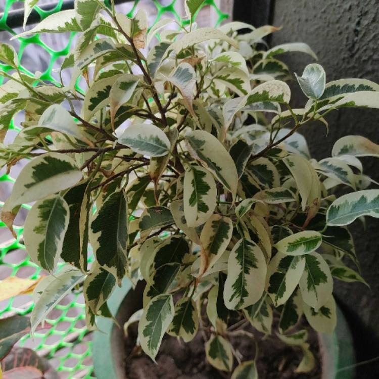 Plant image Ficus benjamina 'Starlight'