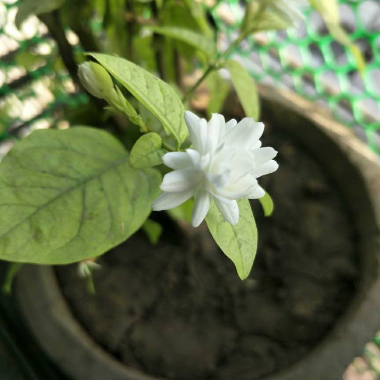 plant image 1047735