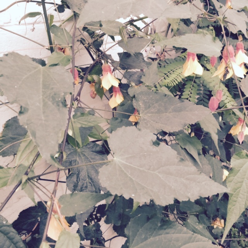 Flowering Maple 'Kentish Belle'