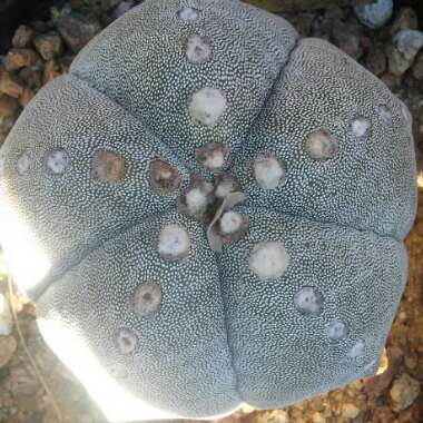 Astrophytum 'Bishop's cap'