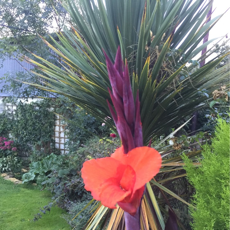 Plant image Canna 'Roi Humbert' syn. Canna 'Red King Humbert'