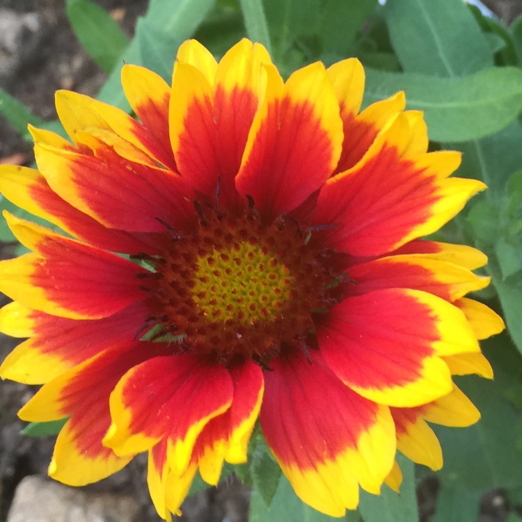 Plant image Gaillardia x grandiflora 'Arizona Sun' syn. Gaillardia 'Arizona Sun'