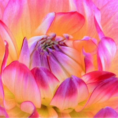 Dahlia 'American Dawn' (Decorative)