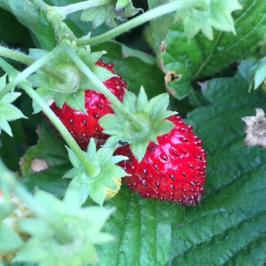 Woodland Strawberry