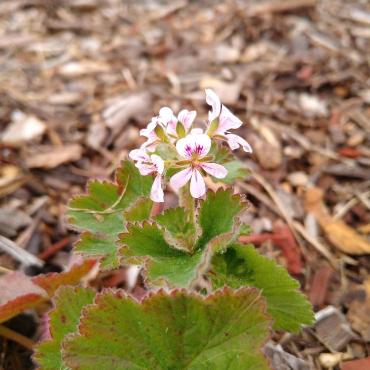 Plant image Pelargonium australe