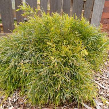 Acacia Cognata 'minicog'