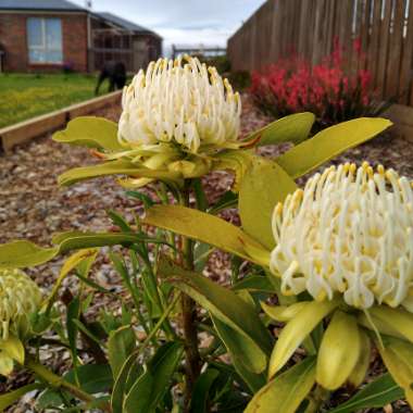 Telopea Speciosissima X Oreades