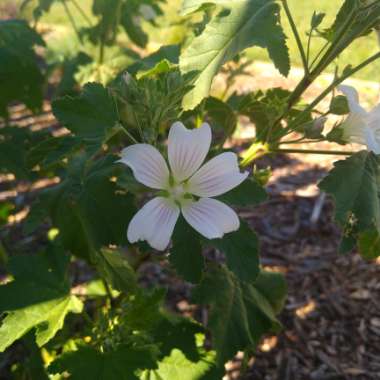 Anita's garden