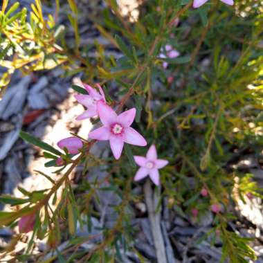 Crowea Stellarose