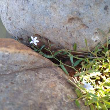 Poison lobelia 