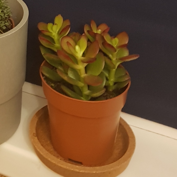 Plant image Crassula Ovata