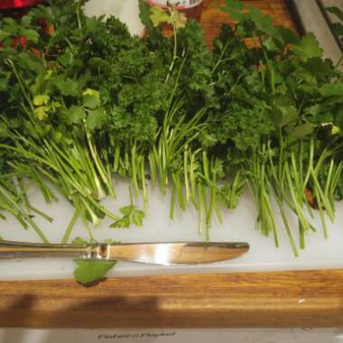 Parsley