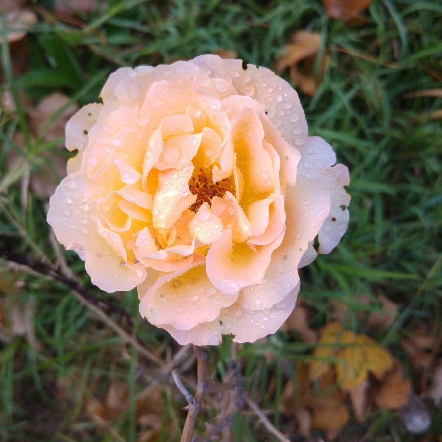 Rose 'Peace' (Hybrid Tea)