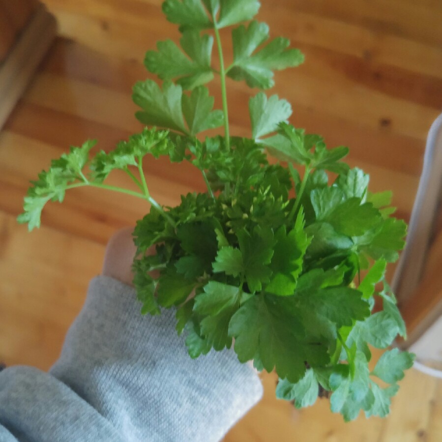 Parsley