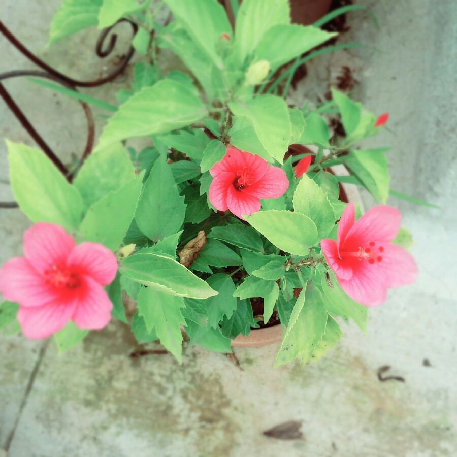 Hibiscus rosa-sinensis