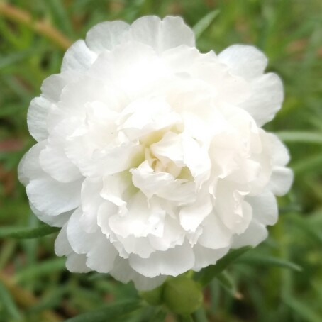 Plant image Portulaca grandiflora 'White'