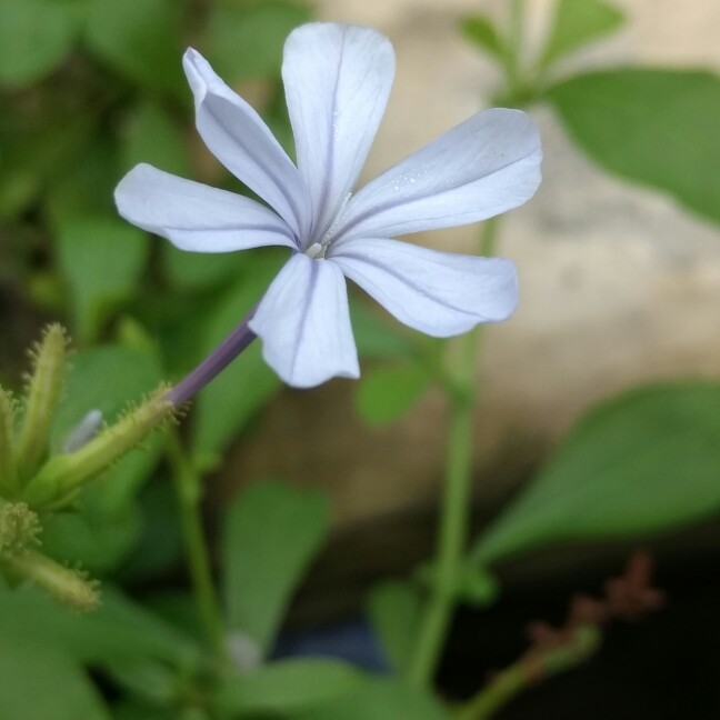 Plant image Plumbago auriculata  syn. Plumbago capensis