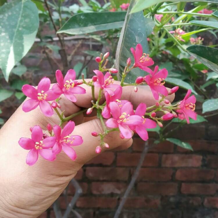 Plant image Jatropha