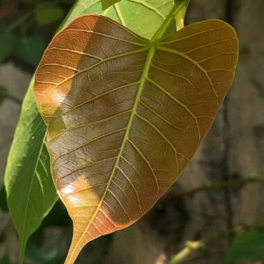 Ficus Religiosa