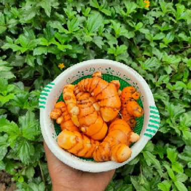 Curcuma longa syn. Curcuma domestica