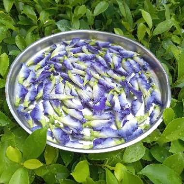 Butterfly Pea