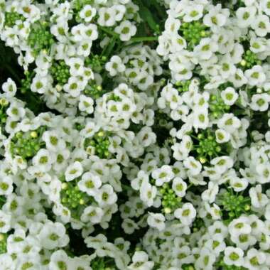 Lobularia maritima  syn. Alyssum maritimum