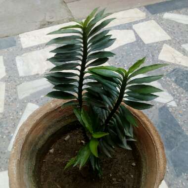 Euphorbia tithymaloides syn. Pedilanthus tithymaloides