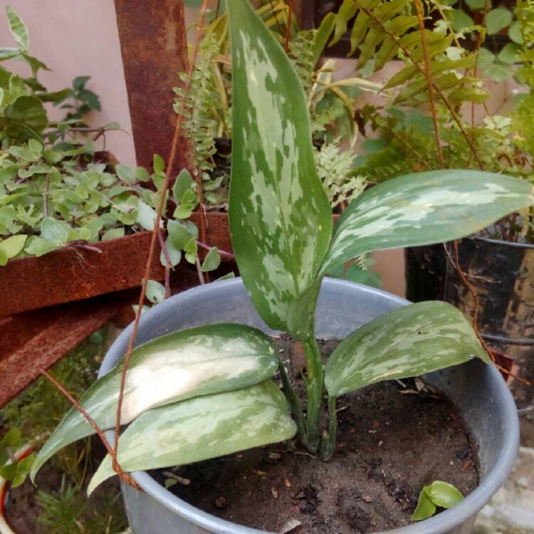 Plant image Aglaonema 'Black Lance'