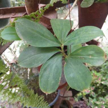 Chamaecostus cuspidatus syn. costus cuspidatus