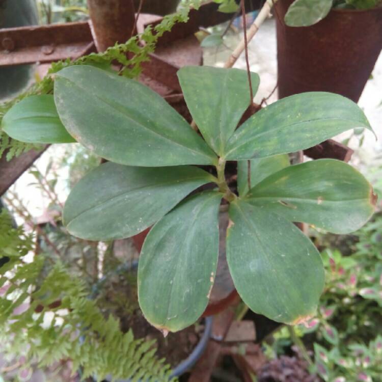 Plant image Chamaecostus cuspidatus syn. costus cuspidatus