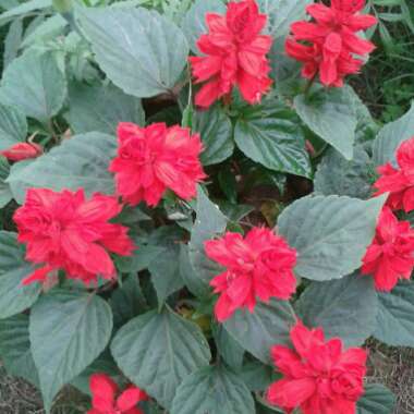 Salvia splendens 'Fireball'