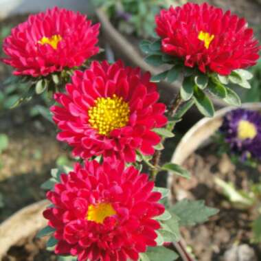 Aster x frikartii 'Flora's Delight'