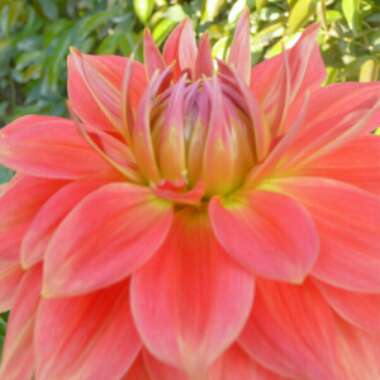 Dahlia (Border Varieties)