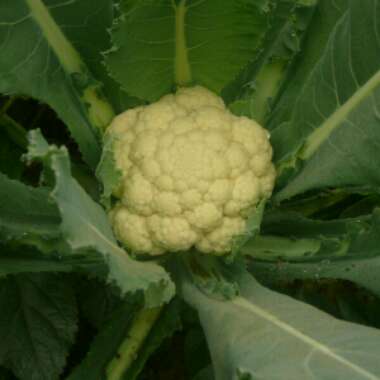 Brassica oleracea (Botrytis Group) 'All The Year Round'