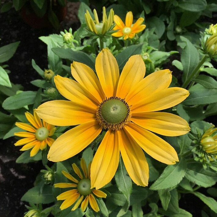 Plant image Rudbeckia laciniata 'Goldball'