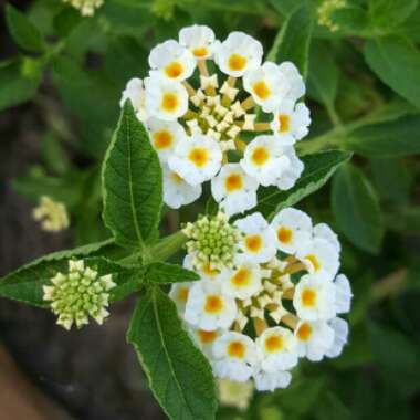 Lantana camara