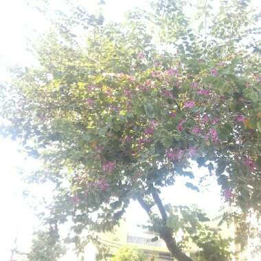 Bauhinia variegata