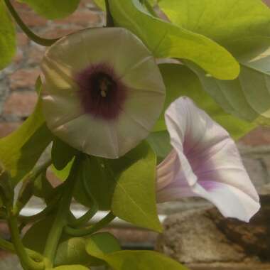 Ipomoea purpurea 'Milky Way'