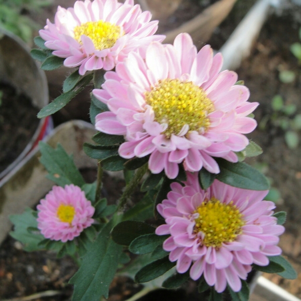 Plant image Aster x frikartii 'Flora's Delight'