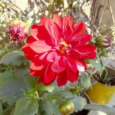 Dahlia (Border Varieties)