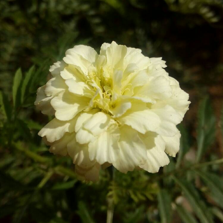 Plant image Tagetes erecta 'Vanilla Ice'