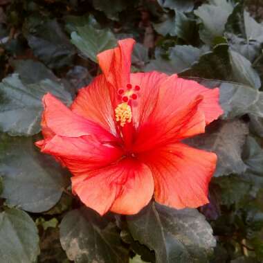 Hibiscus