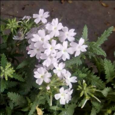 Verbena 'Aztec Silver Magic'